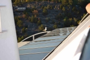 Ja hvorfor ikke. Det sparer litt på kreftene og ikke fly hele tiden.