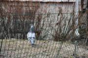 6 april 2019 - Går akkurat 10 meter utenfor porten da jeg ser en bydue sammen med en spurv i bur