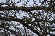 6 april 2019 - Her sitter det en Pilfink