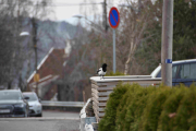 6 april 2019 - Men som vanlig, det er Skjæra som alltid følger meg
