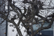 7 april 2019 - Ny dag og jeg ser en fugl, men hvorfor er alle disse kulene på treet? Kan de lyse om kvelden?