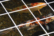 7 april 2019 - Kan det være Karper eller Gullfisk her i bekken?