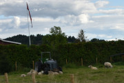En gammel traktor som er omsvermet av sine sauer