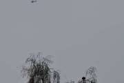 Morten 6 april 2019 - Politihelikopter over Høyenhall