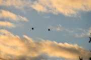 Morten 24 desember 2020 - To Bell 412 Arapaho helikoptre i formasjon over Høyenhall