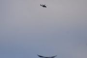 Morten 21 januar 2022 - Politihelikopteret og fuglen over Høyenhall, og her kommer den, jeg tror det er en måke
