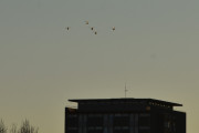 Morten 16 desember 2021 - Julestjerneformasjon over Høyenhall. Nå rekker jeg ikke lenger, da må dere ha en god tur videre :-)