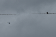 Morten 10 juli 2021 - Politihelikopter over Høyenhall