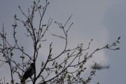 Morten 14 mai 2021 - Politihelikopteret og Kråka, det sitter nemlig en Kråke og ser på dem