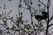 Morten 14 mai 2021 - Politihelikopteret og Kråka, og når det passerer så snur den seg :-)