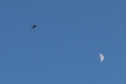Morten 19 mai 2021 - LN-ORA og månen, så her har vi Politiets første helikopter uten forstyrrelser sammen med månen