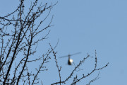 Morten 22 april 2021 - Ukjent helikopter over Høyenhall, og helt forgjeves, ikke en fugl i treet