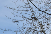 Morten 25 februar 2022 - Politihelikopter over Høyenhall