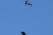 Morten 5 februar 2022 - Pegasus Helicopter og fuglen
