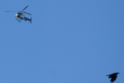 Morten 5 februar 2022 - Pegasus Helicopter og fuglen