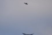 Morten 21 januar 2022 - Politihelikopteret og fuglen over Høyenhall