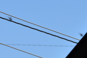Morten 8 mai 2022 - Militærhelikoptre over Høyenhall, de var minst to stykker, forbaska ledninger
