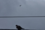 Morten 27 september 2022 - Robinson over Høyenhall, men at Ringdua fulgte med er helt sikkert