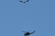 Morten 17 august 2023 - Bell 412HP Arapaho over Høyenhall, men venter vi litt nå, så for vi med den spennende fuglen