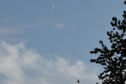 Morten 23 juli 2023 - Politihelikopter og månen over Høyenhall, det er leggetid, men den kommer snart