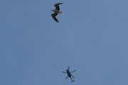 Morten 5 juli 2023 - Politihelikopter rett over Høyenhall. Jeg følger et Cessna fly og hører en annen lyd rett over meg, og der er helikopteret og måken