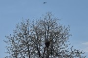 Morten 13 mai 2023 - Politihelikopter over Høyenhall