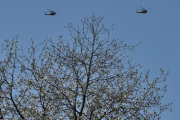 Morten 13 mai 2023 - To Bell 412 Arapaho i formasjon over Høyenhall
