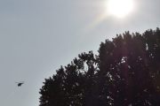 Morten 31 mai 2023 - Bell 412HP Arapaho over Høyenhall, jeg klarer ikke å få med begge, men solen tar vi med