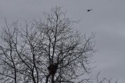 Morten 31 mars 2023 - Bell 412SP Arapaho over Høyenhall