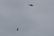 Morten 31 mars 2023 - Politihelikopter over Høyenhall