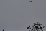 Morten 15 oktober 2023 - Politihelikopter over Høyenhall, men så kommer det en fugl til, den sitter i treet - ser du den...