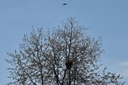 Morten 13 mai 2023 - Politihelikopter over Høyenhall, og så passer dem på alle trærne i Oslo også :-)
