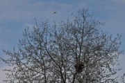 Morten 13 mai 2023 - Politihelikopter over Høyenhall, og jeg passer på det store treet som begynner og blomstre