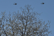 Morten 13 mai 2023 - To Bell 412SP Arapaho besøker Høyenhall, det ser faktisk ut som Luftforsvaret er synkronisert også