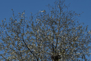 Morten 14 mai 2023 - Politihelikopter over Høyenhall, blomstene på treet blir større dag for dag