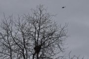 Morten 31 mars 2023 - Bell 412SP Arapaho over Høyenhall, det er ingen fugler i treet, men et skjærereir registrerer vi