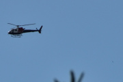 Morten 31 juli 2024 - Helitrans over Høyenhall, du ser fuglen til høyre? Det fikk jeg til 25 juli 2021 også