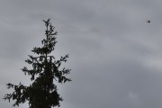 Morten Sankthansaften 23 juni 2024 - Politihelikopter over Høyenhall, klokken er 09.24. Hvor er fuglene nå? Jeg husker at fra 2020 var det lett å finne fugler