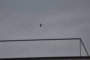 Morten 28 mai 2024 - Helitrans over Høyenhall, ingen fugl på gelenderet, men det ligger kanskje fugler under der?