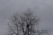 Morten 10 mars 2024 - LN-OOB over Høyenhall, men var det en fugl i treet, jeg tror det sitter en der