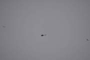 Morten 10 mars 2024 - Robinson R44 over Høyenhall igjen, her kommer det to fugler til. Men jeg har et valg til, det kan være LN-OAQ som jeg har minst 28 bilder av og som også Helikopterdrift eier