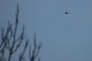 Morten 23 november 2024 - Politihelikopter over Høyenhall