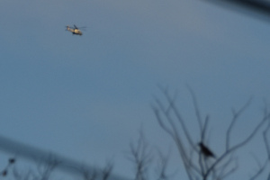 Helikoptre 2024 oktober