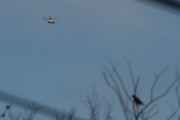 Morten 1 oktober 2024 - Politihelikopter over Høyenhall, og her fikk vi endelig med en fugl som sitter i treet