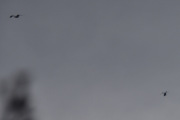 Morten 16 april 2025 - Politihelikopter over Høyenhall enda en gang. Og her kommer fuglen :-)