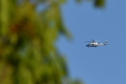 Morten 26 april 2025 - Politihelikopter over Høyenhall, begge de gangene var om kvelden og det var ingen fugler i treet