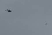 Morten 3 juli 2025 - Politihelikopter over Høyenhall, og her kommer fuglen, det er faktisk en måke. Jeg husker 3 juli 2021 og 3 juli 2022 og 3 juli 2023 og 3 juli 2024, da så jeg dem også