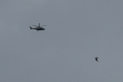 Morten 3 juli 2025 - Politihelikopter over Høyenhall, men jeg tror det er kun her jeg fikk med fuglen