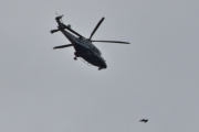 Morten 27 juni 2025 - Politihelikopter over Høyenhall, klokken er 10.56 og jeg får Politiet sammen med en fugl - endelig
