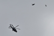 Morten 27 juni 2025 - Politihelikopter over Høyenhall, men så kommer det en fugl til og det er en rovfugl. 28 juni 2022 fikk jeg dem sammen med gråspurvene